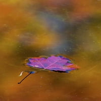 Канада, Квебек Есенно листо на езерце от Жил Делис