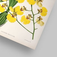 AmericanFlat Fitch Orchid Oncidium varicosum от New York Botanical Garden Poster Art Print