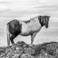 Черно -бяло изображение на многоцветен кон, стоящ на брега, гледайки камерата; Hunaping Vestra, Северозападен регион, Исландия Плакат за плакат от Кийт Левит 13185570
