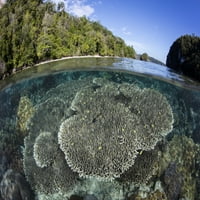 Здравият коралов риф расте в Раджа Ампат, Индонезия. Печат на плакат от Итън Даниелс Стоктрек изображения