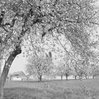 Пенсилвания, окръг Ланкастър, Apple Blossom Time on Farm Poster Print