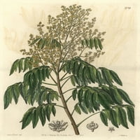 Longan Tree, Dimocarpus Longan Poster Print от ® Florilegius Mary Evans