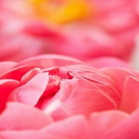 Pink Peony II Poster Print от Karyn Millet